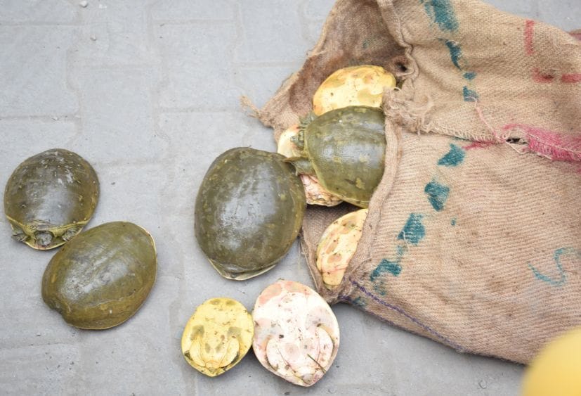 Two arrested with tortoises.