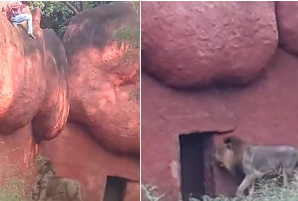 Hyderabad ZOO News: Telangana Mental disabe Man rescued from African lion enclosures at Hyderabad zoo