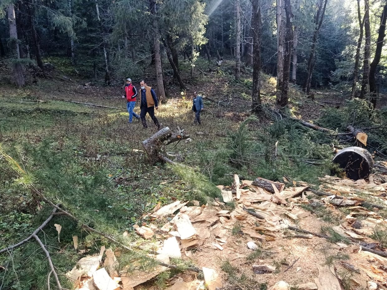 kotkhai forest beat gajata 19 tree cut illigal