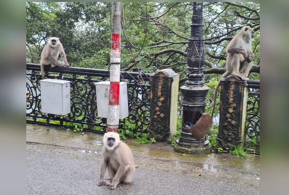 Swachh Survekshan 2021: Mussoorie number one in uttarakhand, but garbage seen many places Photos