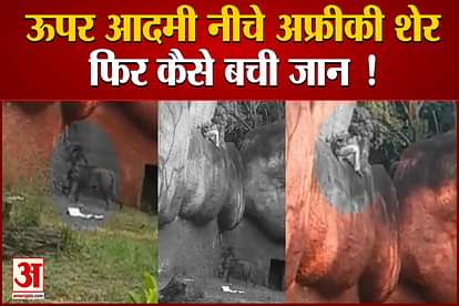 31 year old man went close to african lion moat area in telangana zoo authorities handed over to police