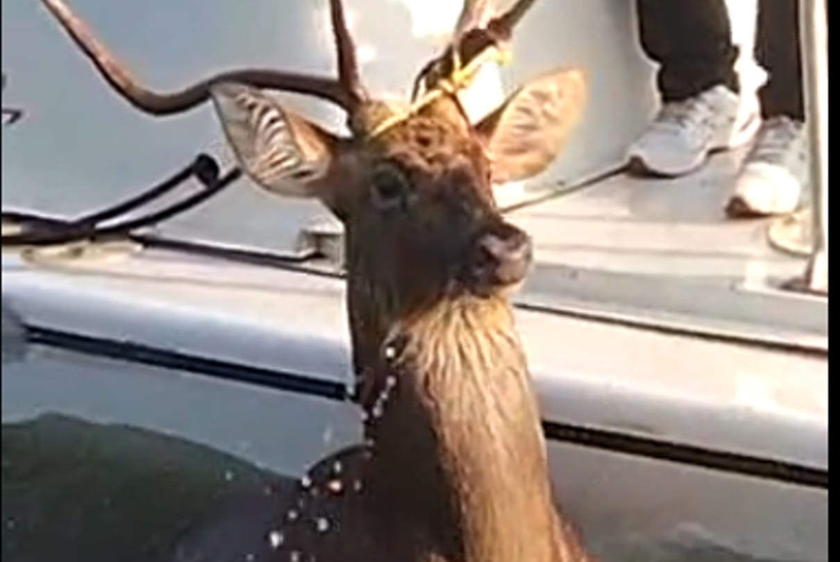 Bhopal: Took out the drowning reindeer from the upper lake, reached the shore after an hour's effort