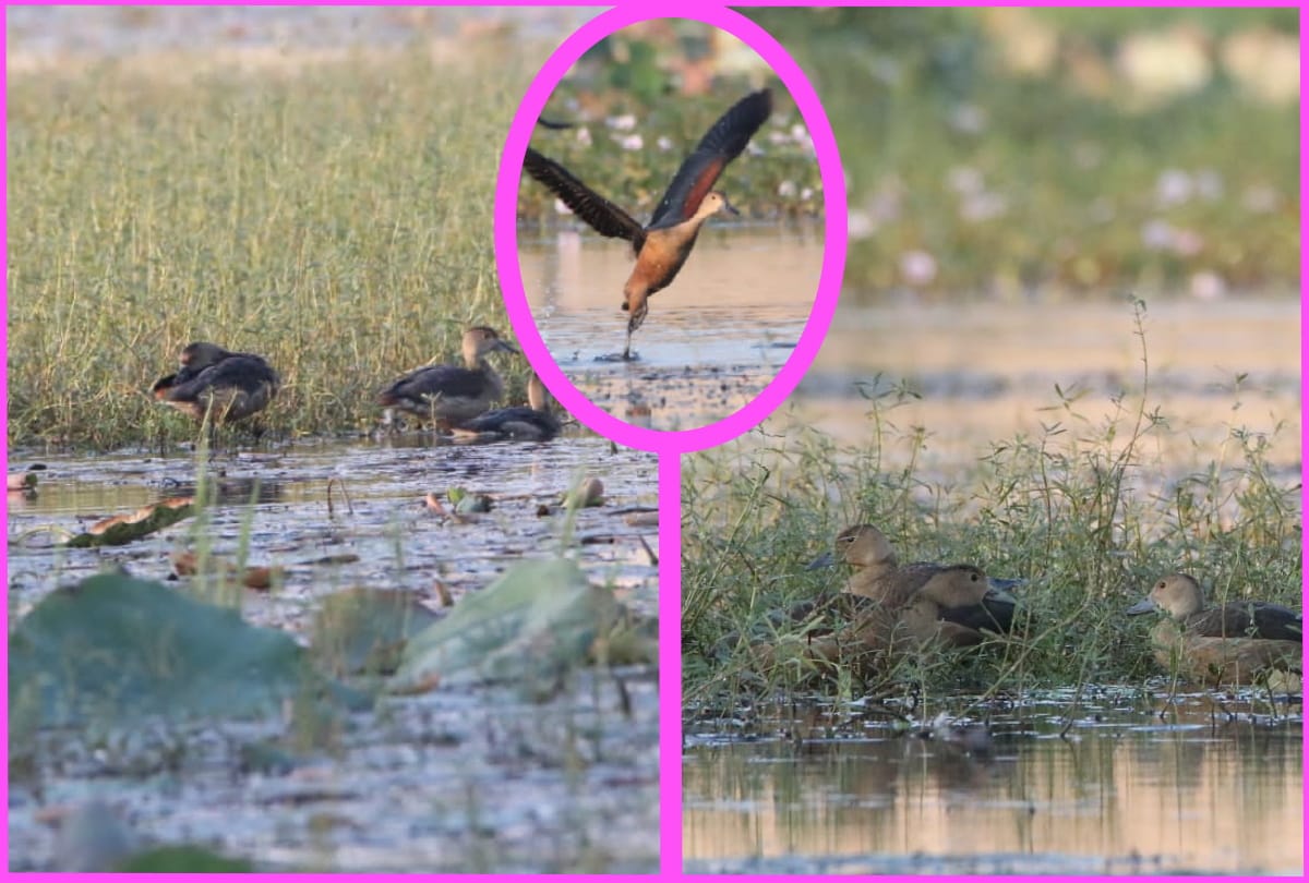 migratory birds start nesting in wetland of Gorakhpur Zoological Park after winter starts