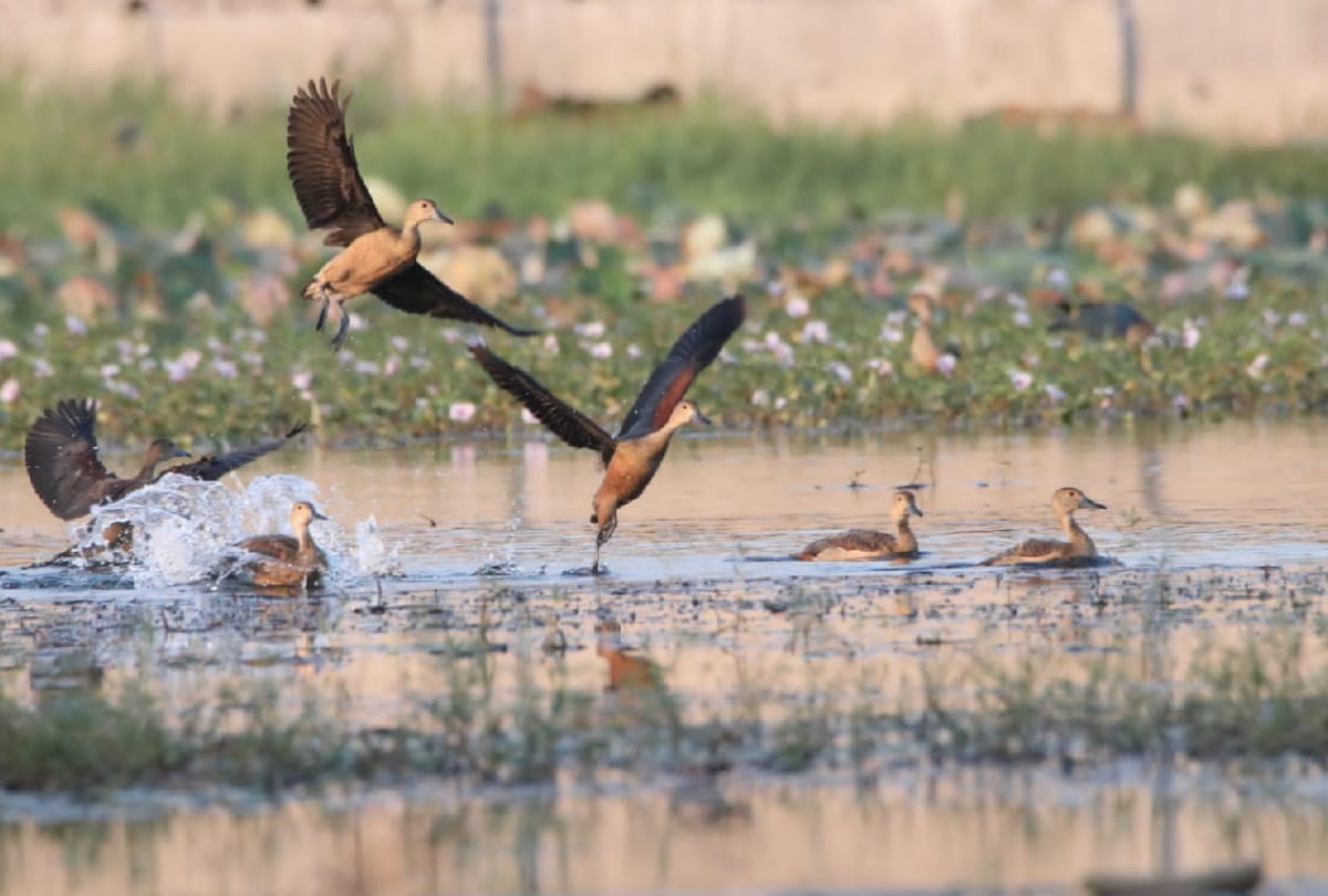migratory birds start nesting in wetland of Gorakhpur Zoological Park after winter starts