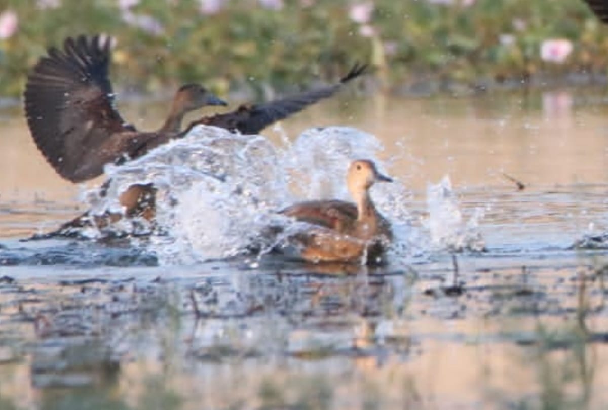 migratory birds start nesting in wetland of Gorakhpur Zoological Park after winter starts