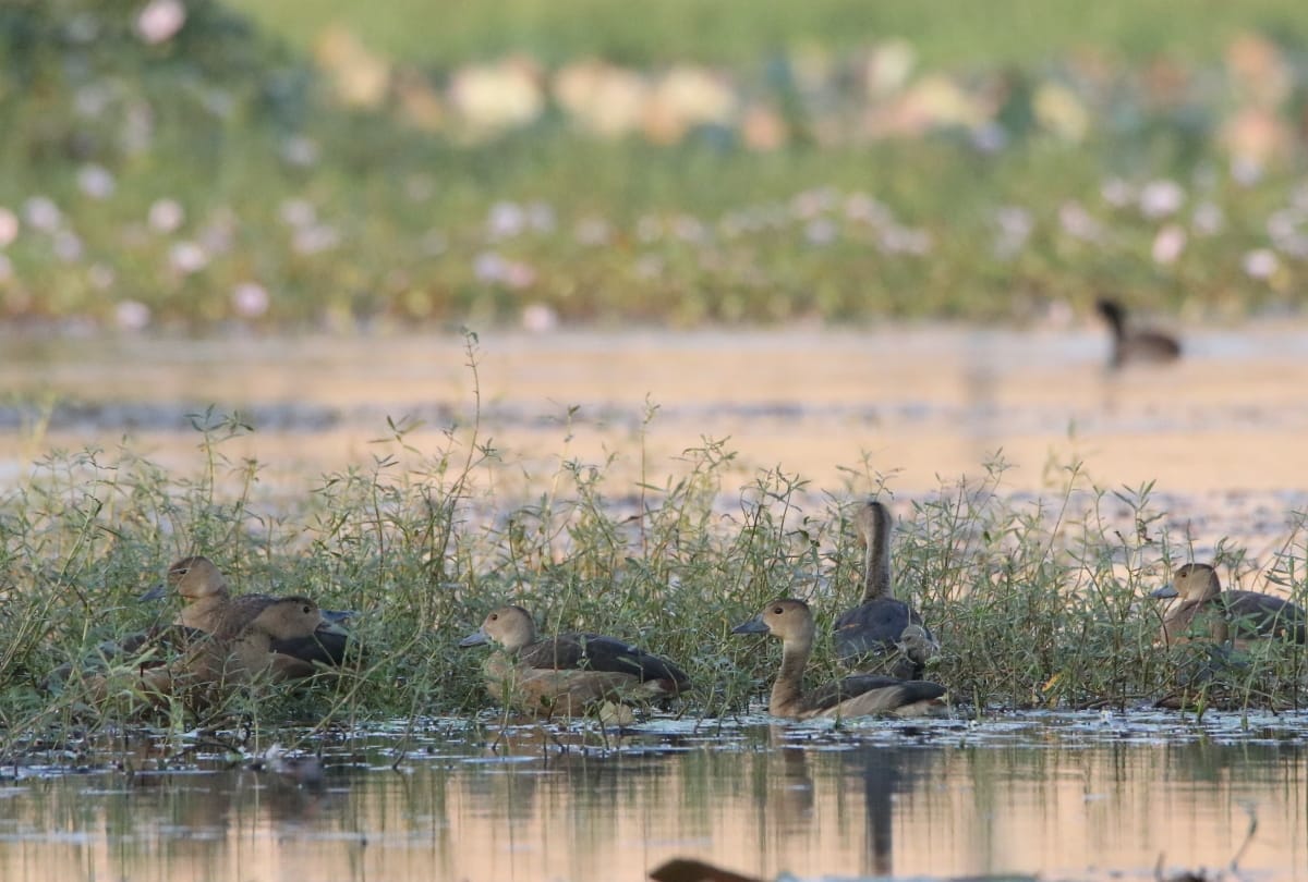 migratory birds start nesting in wetland of Gorakhpur Zoological Park after winter starts
