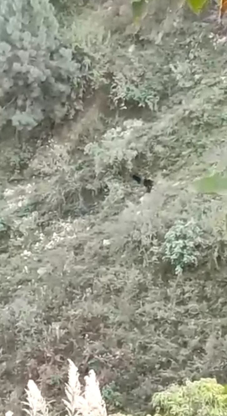 Three bears seen in broad daylight in Tadgran, fear among people