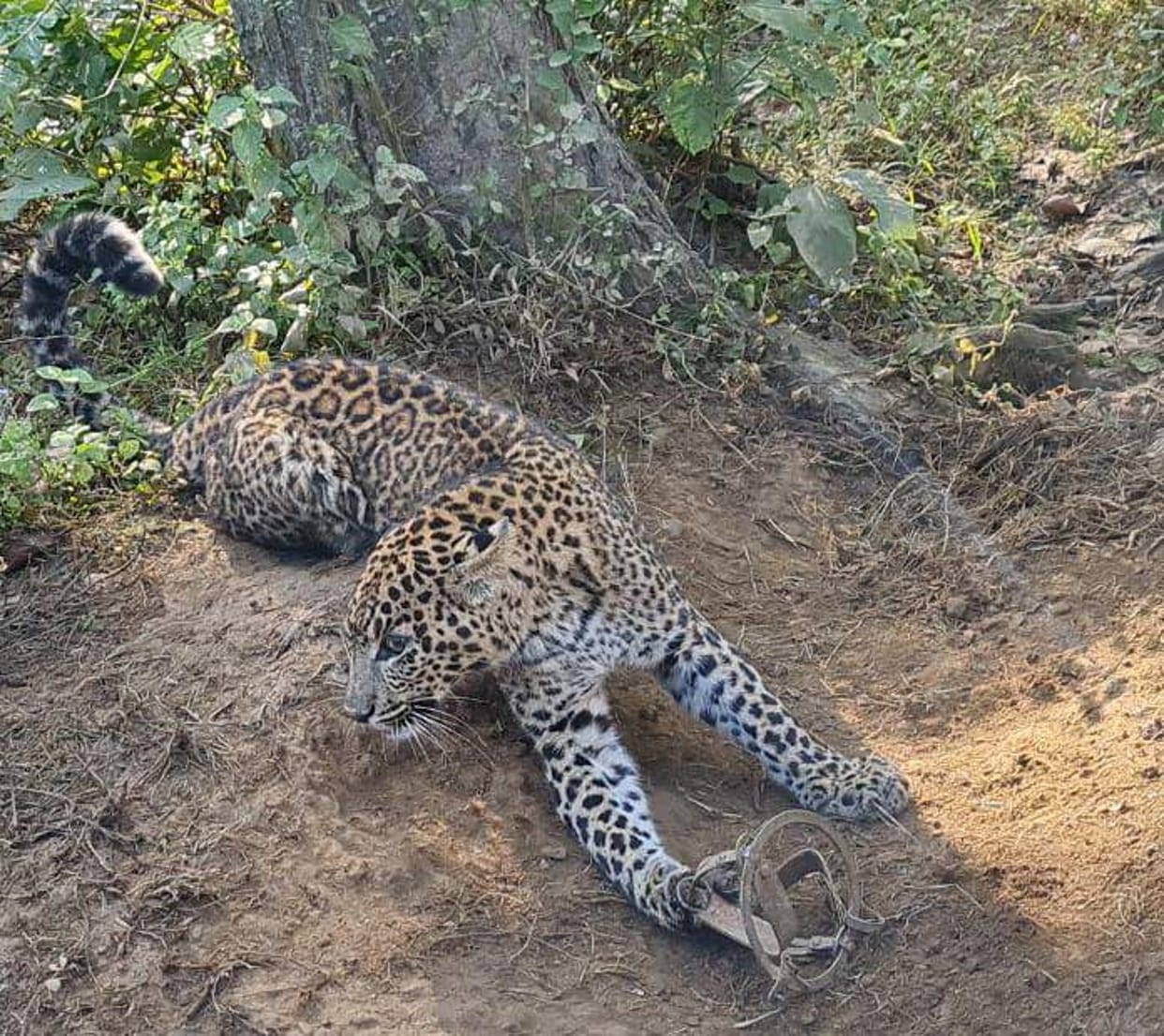uttarakhand news: Poachers had set noose to catch wild boar, but  female Guldar got trapped