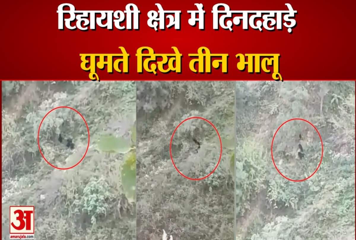 Watch Video Three Black Bear in Chamba Himachal Pradesh