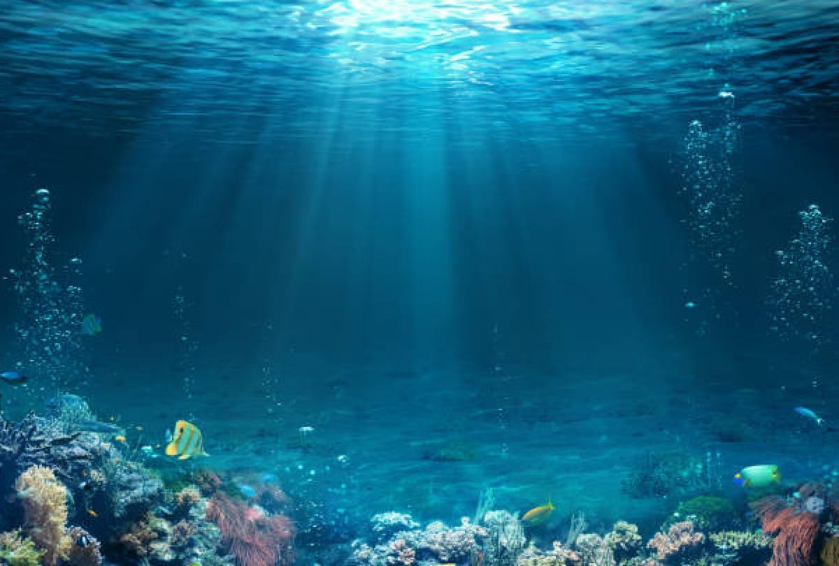 A new world found in the gulf of california scientists were surprised to see the sight in the sea