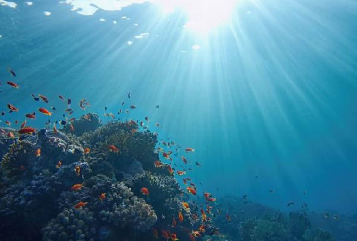 A new world found in the gulf of california scientists were surprised to see the sight in the sea