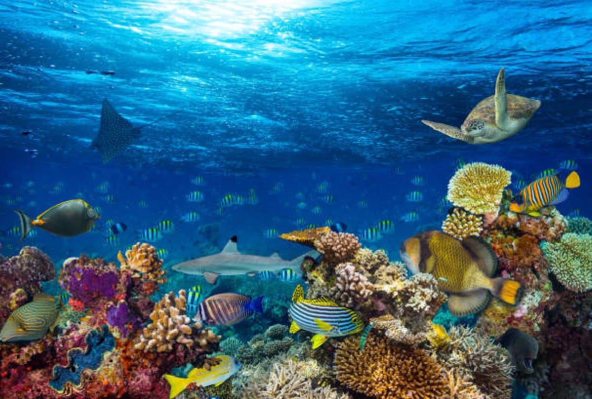 Researchers said the life of marine species will be saved