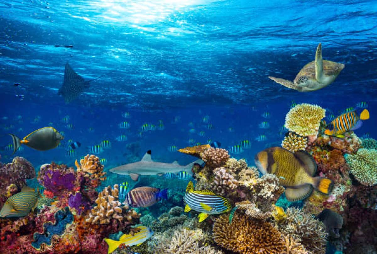 A new world found in the gulf of california scientists were surprised to see the sight in the sea