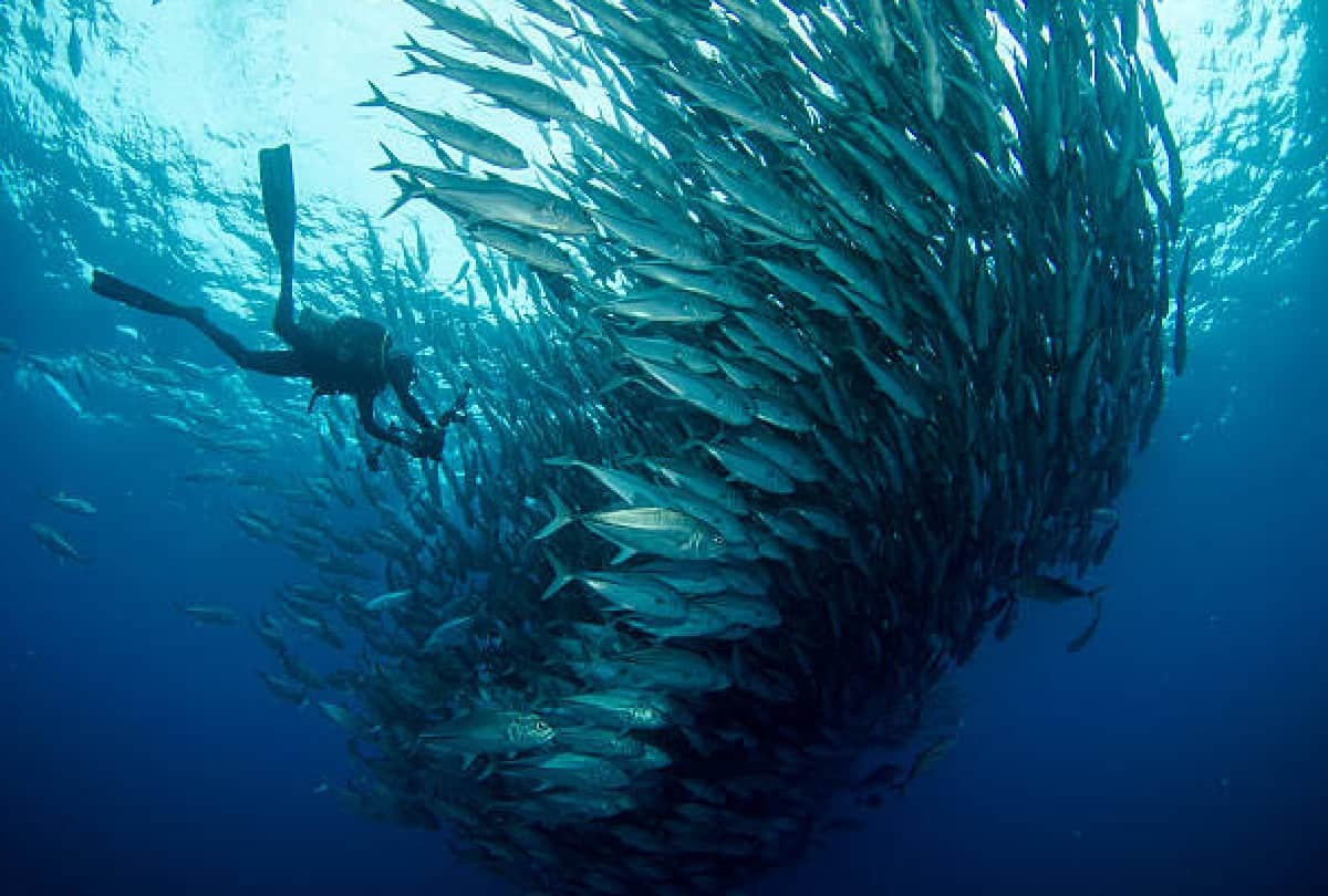 A new world found in the gulf of california scientists were surprised to see the sight in the sea