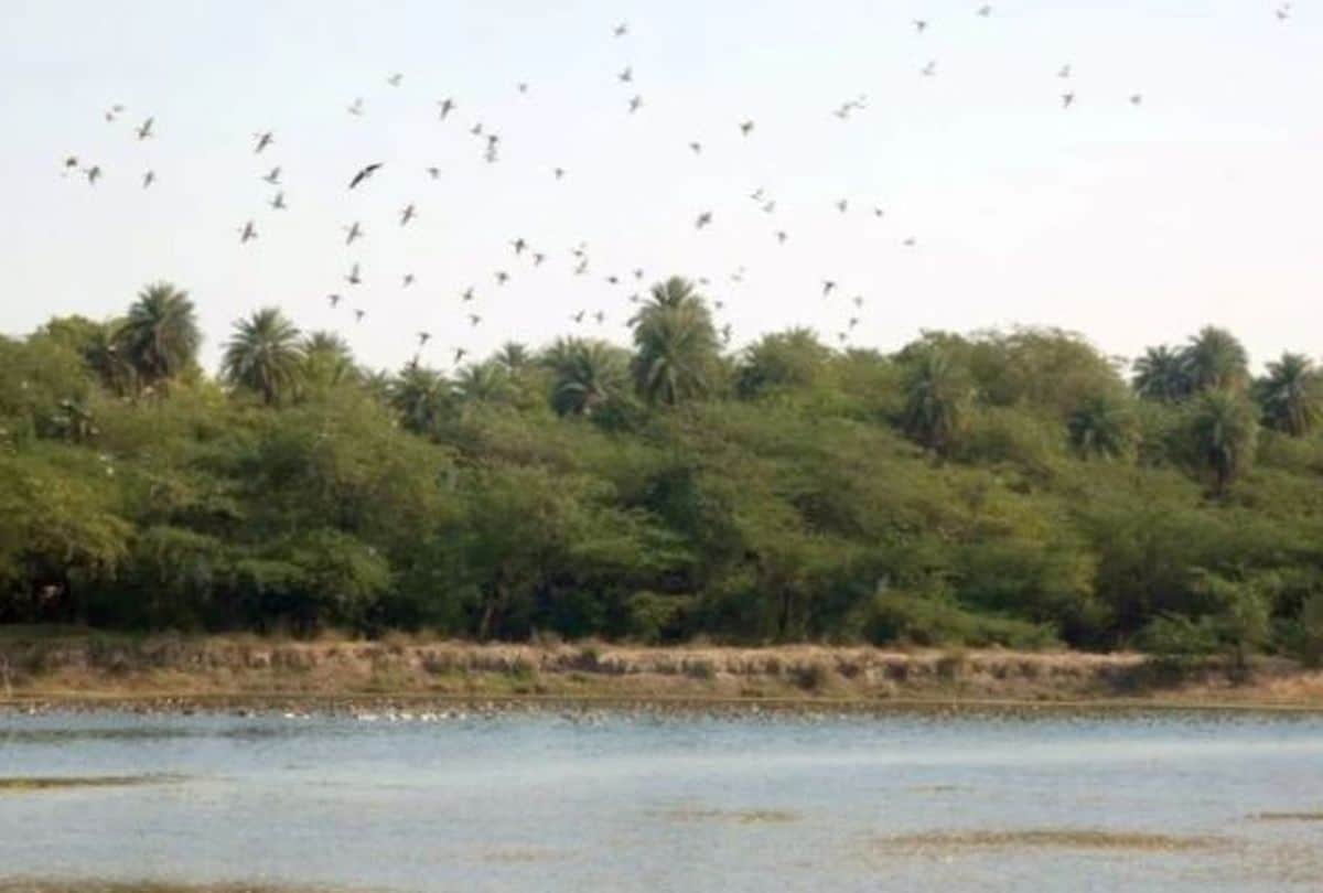 Patna Bird Sanctuary New Birds Came In Jheel
