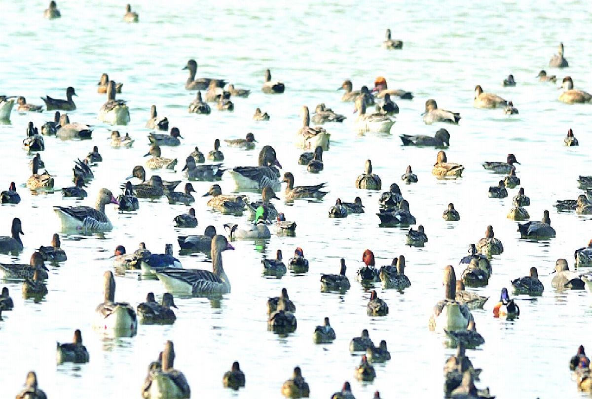 thousand migratory birds reached the Patna Bird Sanctuary in Etah