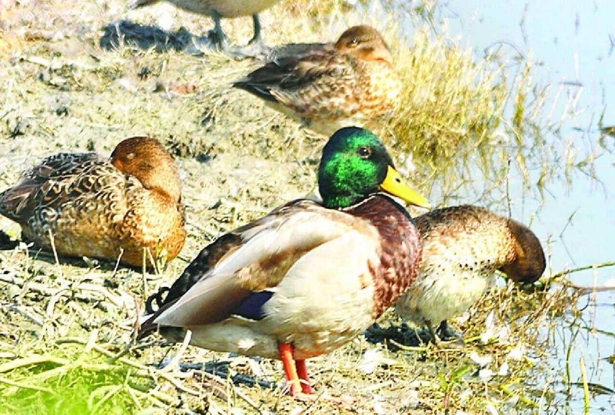 Patna Bird Sanctuary New Birds Came In Jheel