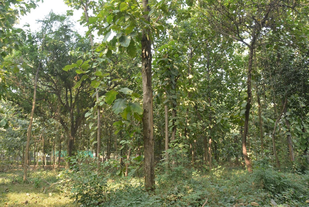 352 trees to be cut for multipurpose hall