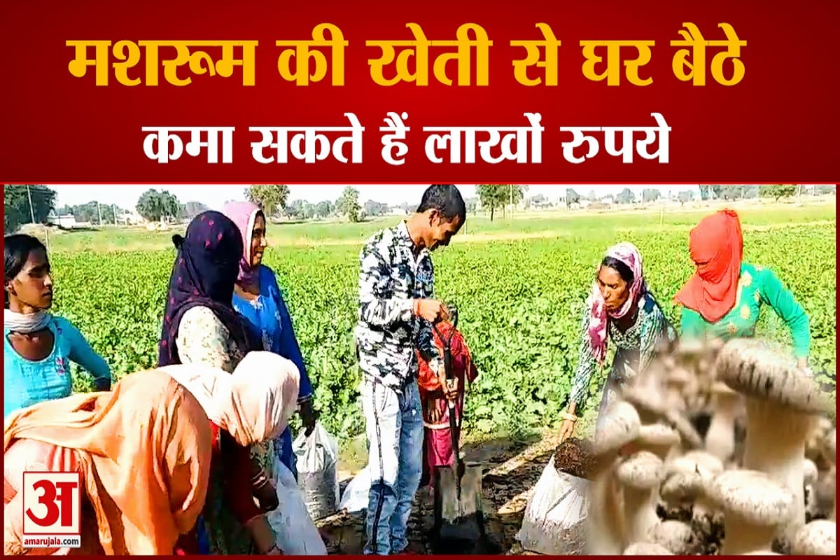 मशरूम की खेती