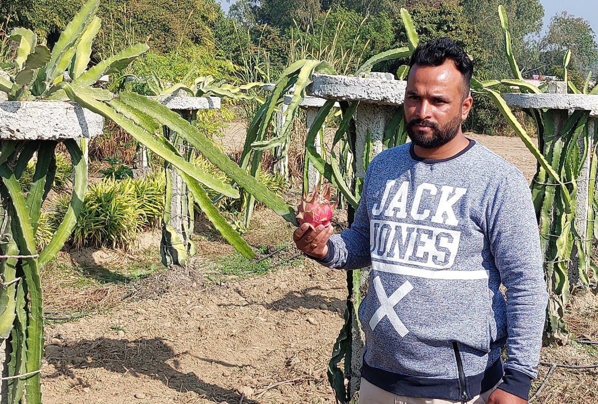 dragon fruit farming in una himachal Pradesh by farmer Mushtak and dragon fruit benefits for health