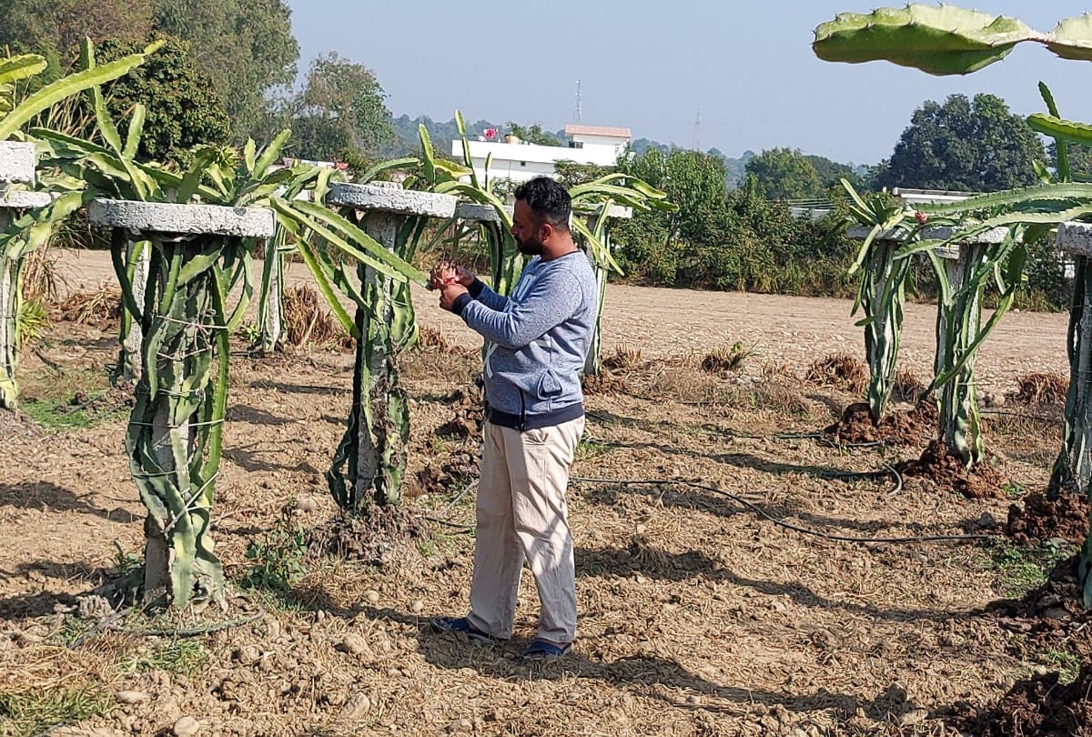 dragon fruit farming in una himachal Pradesh by farmer Mushtak and dragon fruit benefits for health