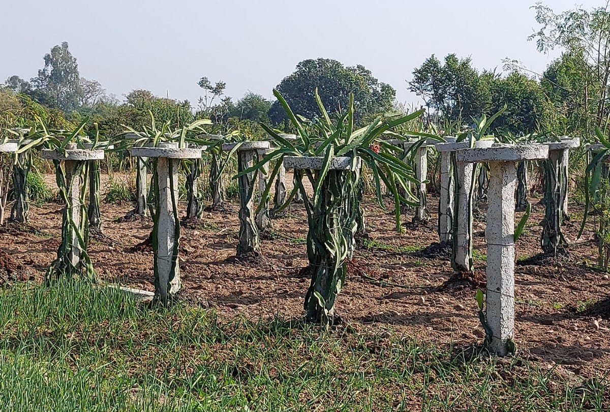 dragon fruit farming in una himachal Pradesh by farmer Mushtak and dragon fruit benefits for health
