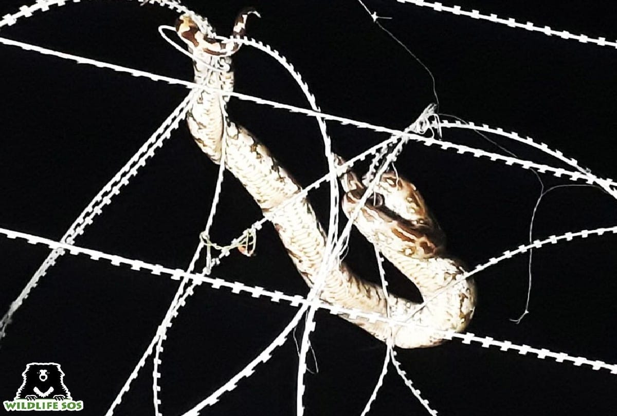 Wildlife SOS Rapid Response Unit Rescued Python From Air Force Station