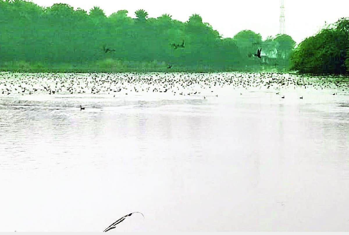 Patna Bird Sanctuary New Birds Came In Jheel