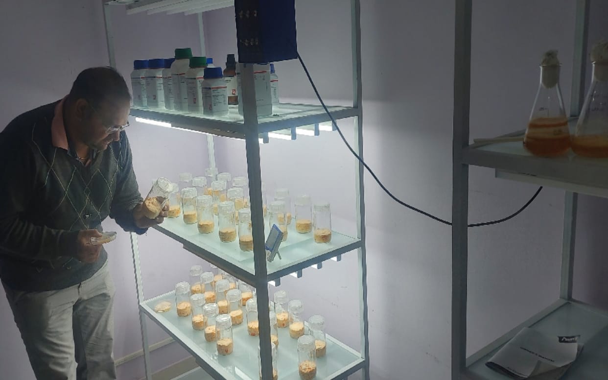 Production of keedajadi Mashroom, which is among most expensive mushrooms in the world, will now start in Saharanpur, lab established
