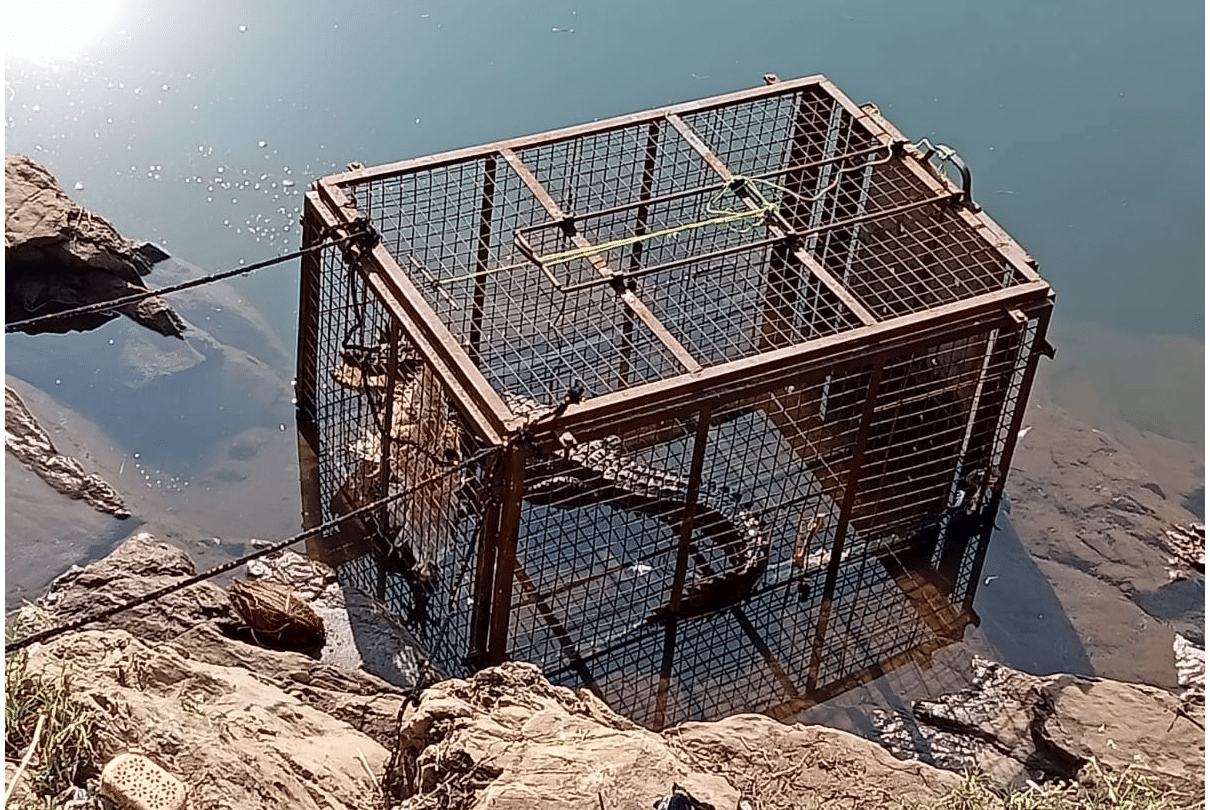 Jabalpur: Crocodile was trapped at Panchavati Ghat for 10 days, forest department rescued by putting cage