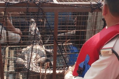 Jabalpur: Crocodile was trapped at Panchavati Ghat for 10 days, forest department rescued by putting cage