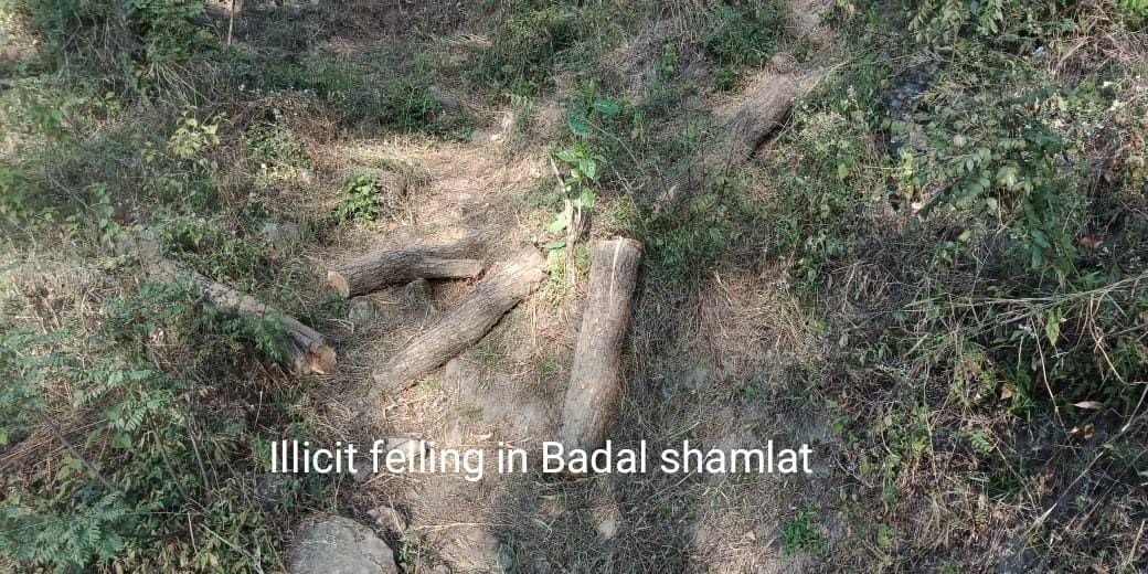 19 wood logs of Khair siezed in Soona block of Nalagarh