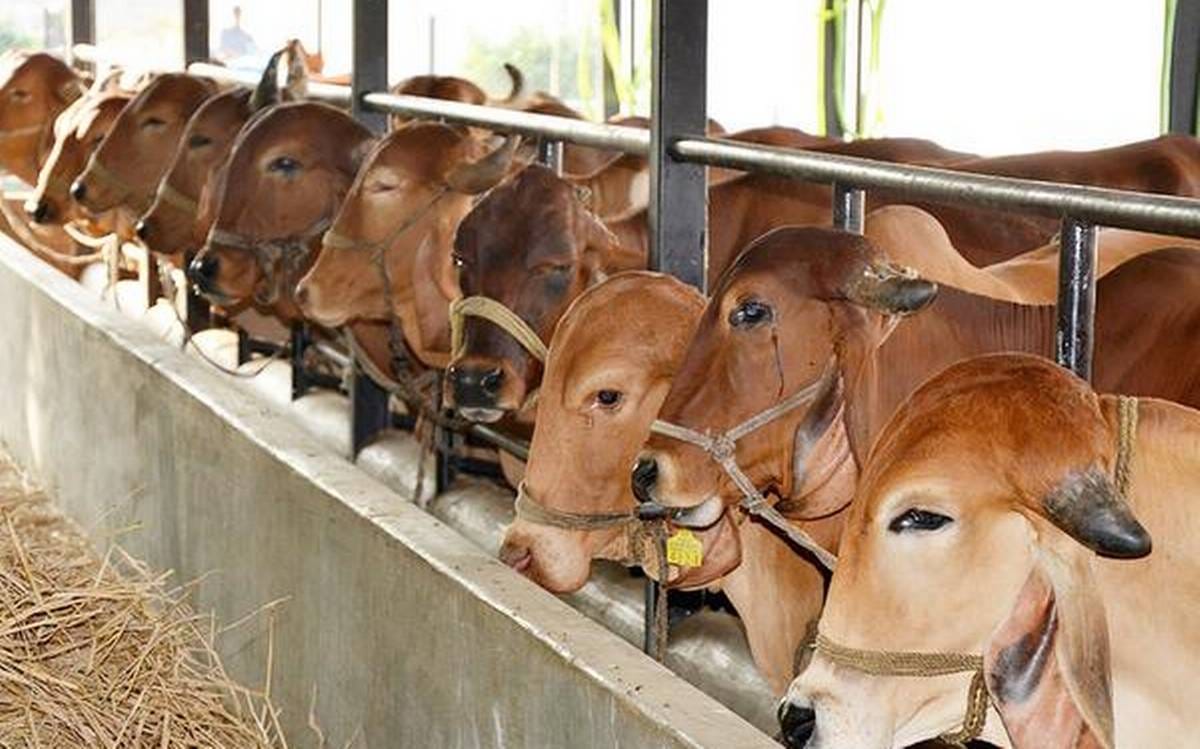Carcasses of seven beheaded cows found in Bharatpur