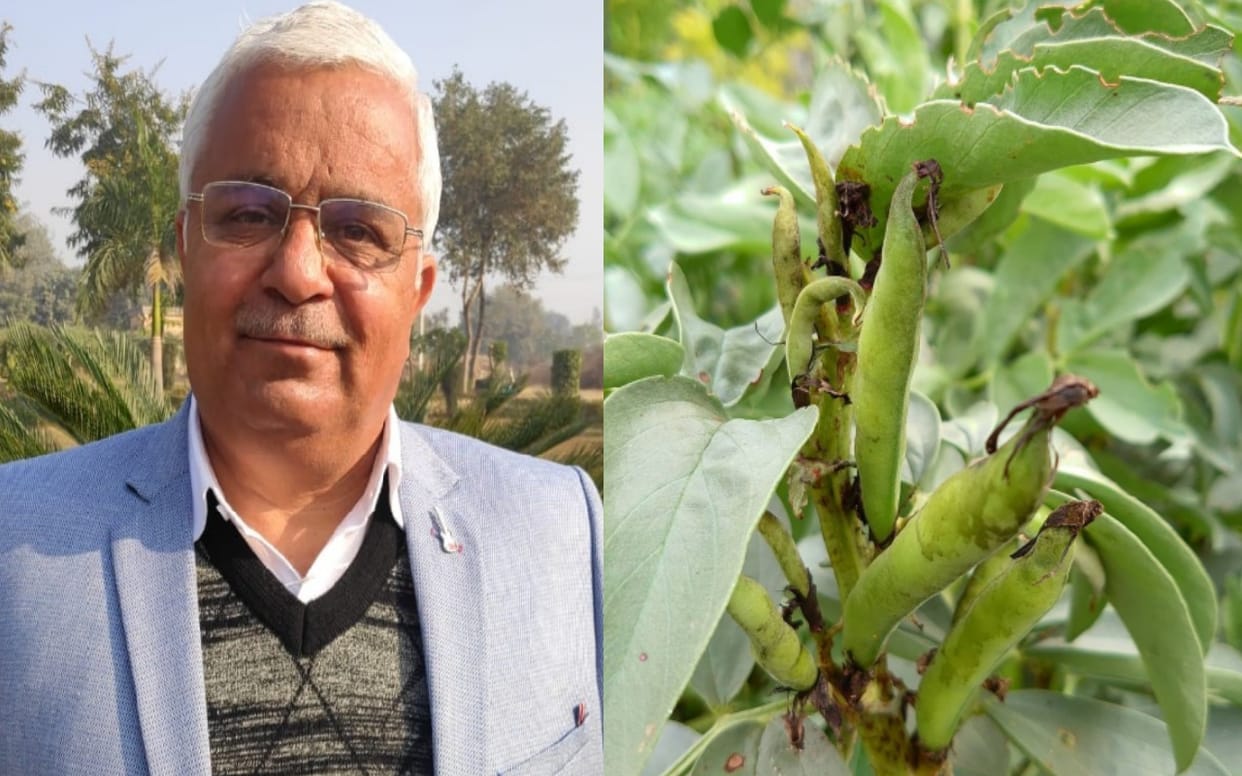 Exclusive: Six pests threaten crops, pesticides neutralized, production is affected