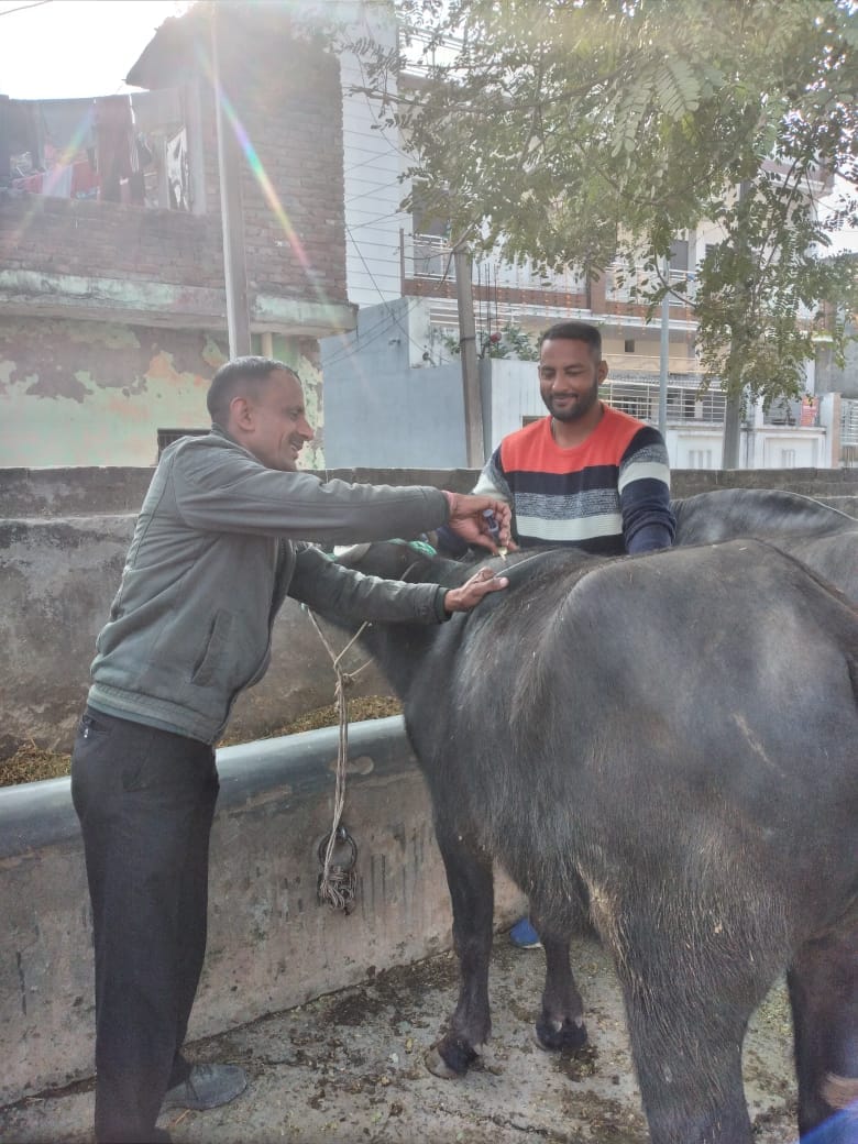 Teams ran across the district, vaccinated animals