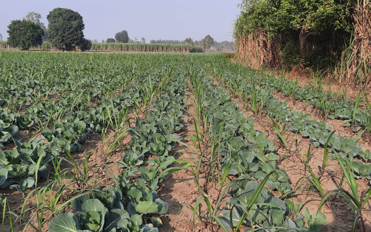 Sowing of advanced species in five thousand hectares