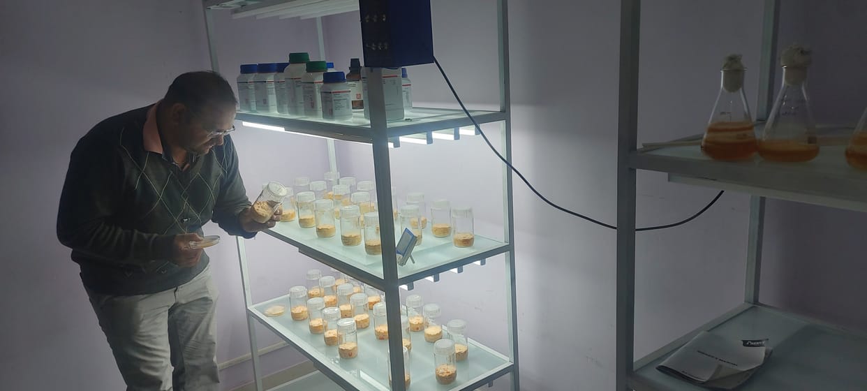 Keedajadi mushroom will be produced in the district