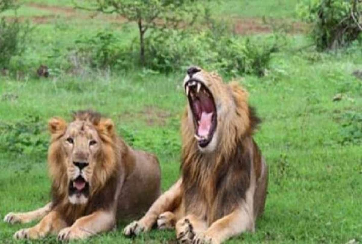 Lion loses testicle after a bloody battle him between lionesses know about reason behind it