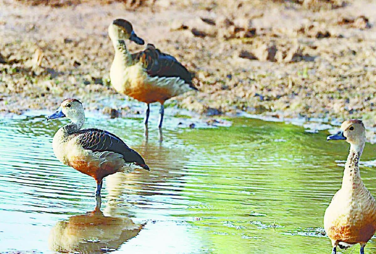 Migratory Birds Whistling Teal Spotted In Chambal River