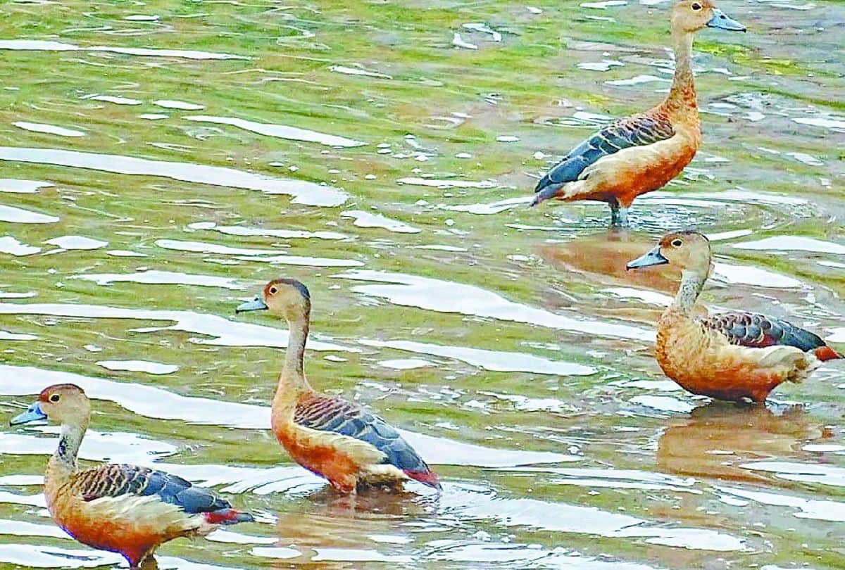 Migratory Birds Whistling Teal Spotted In Chambal River