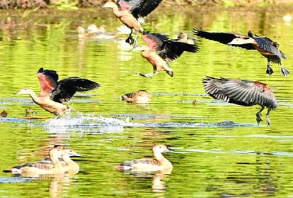 Migratory Birds Whistling Teal Spotted In Chambal River