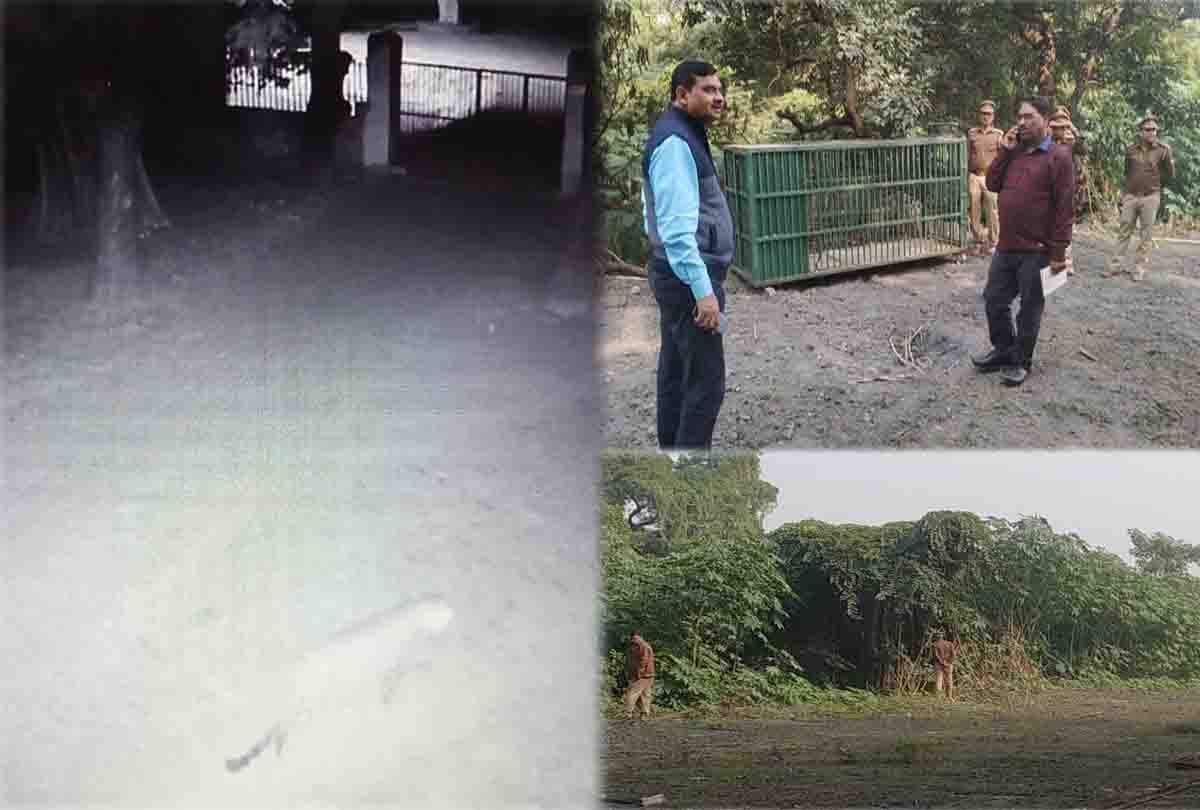 Kanpur: Leopard spotted in VSSD college campus
