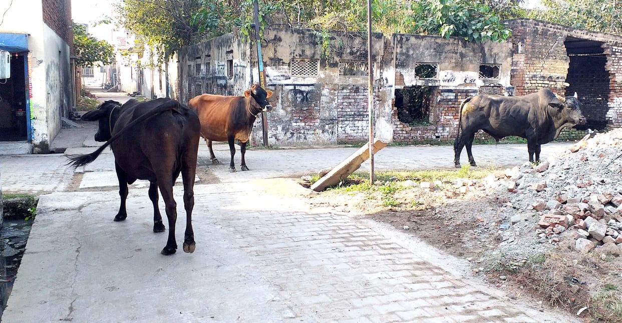 The residents of Durganagar were upset due to the terror of stray animals.