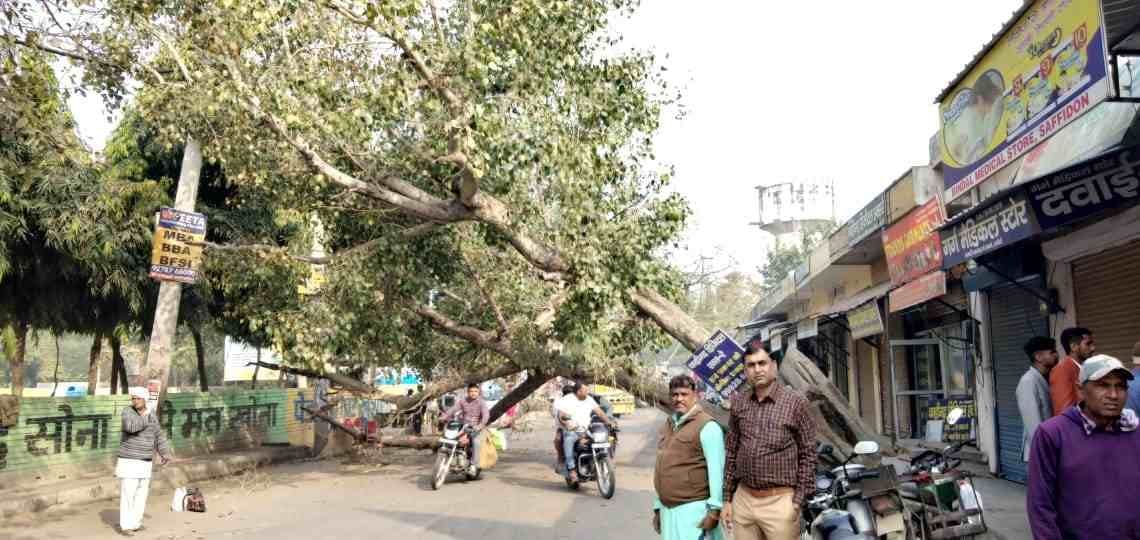Peepal tree fell in front of civil hospital, accident averted