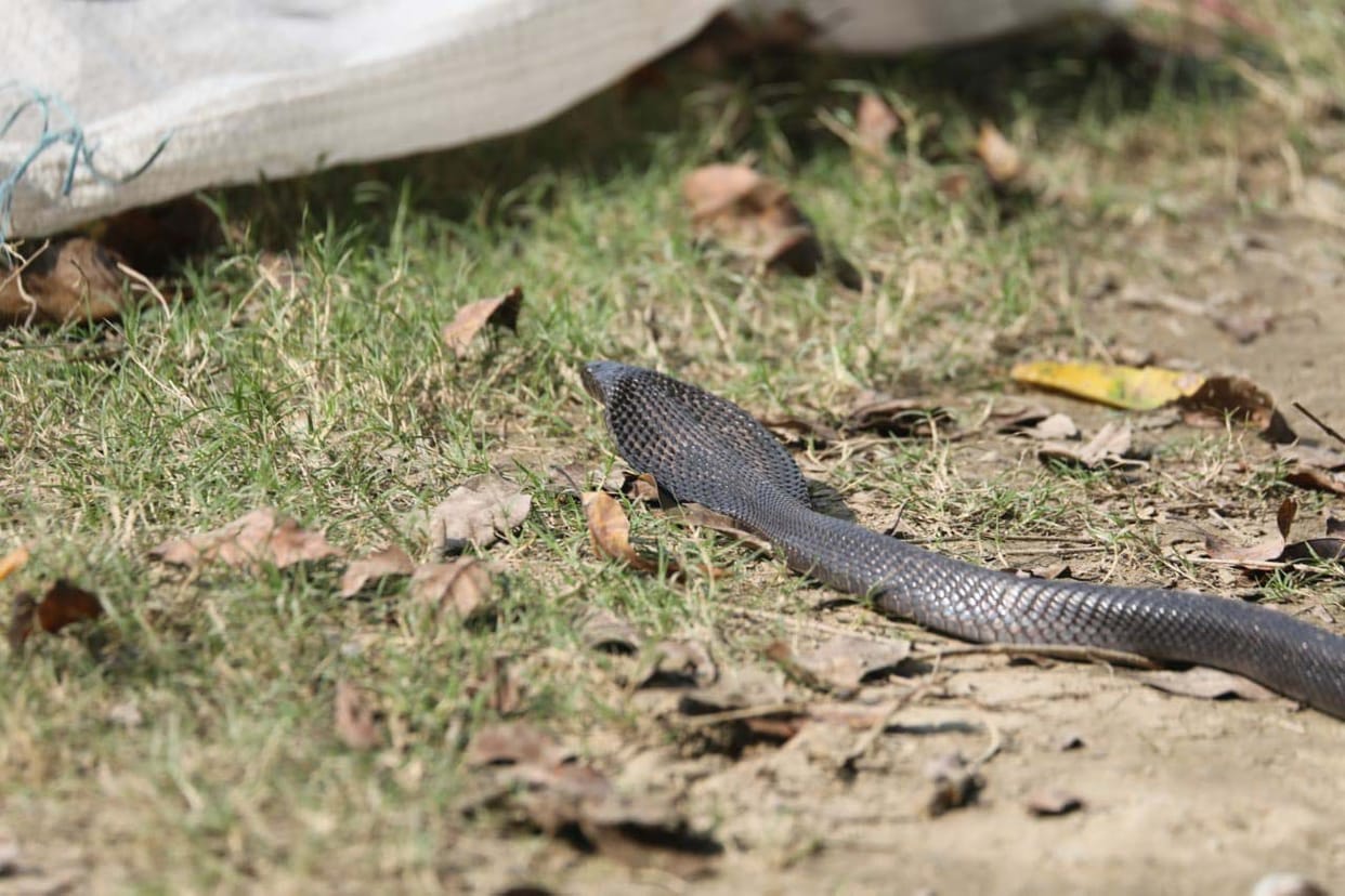 three snakes found in the warehouse