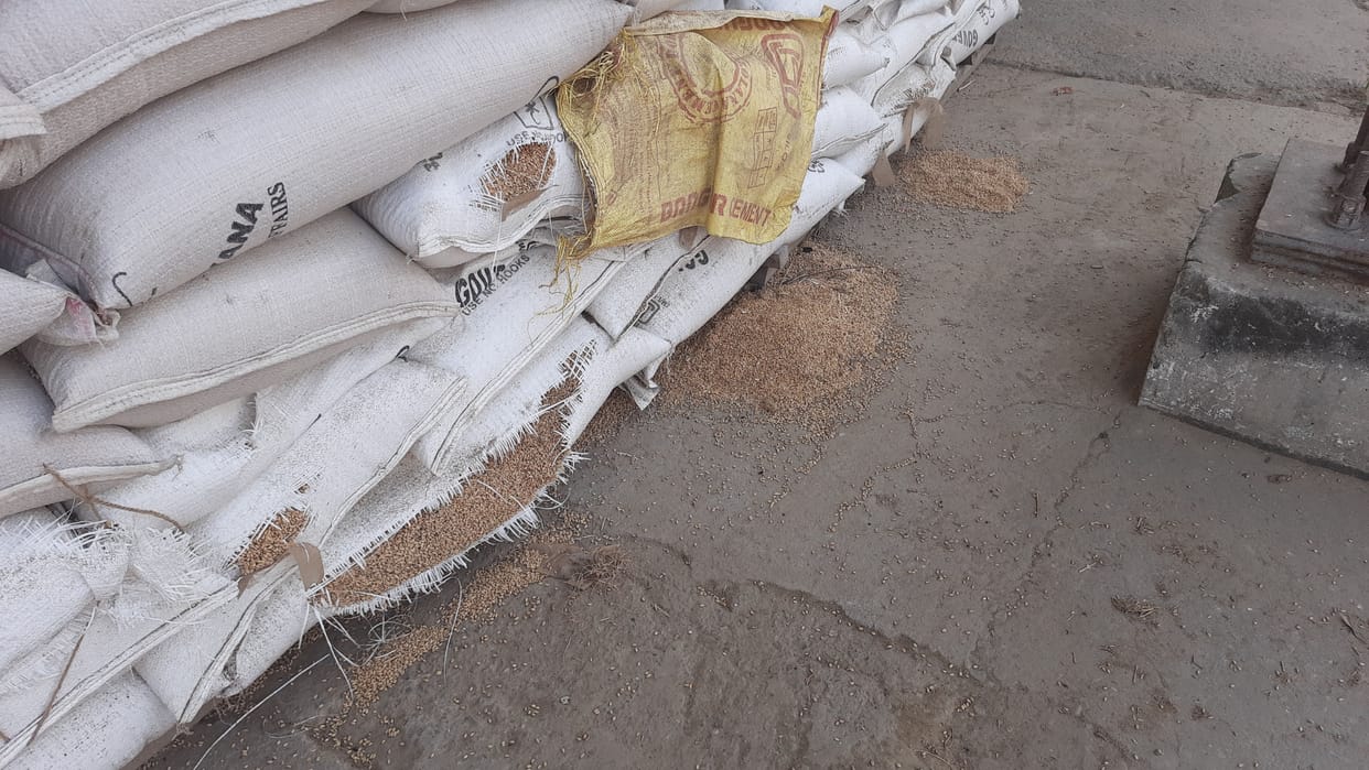Bags full of wheat torn, damage caused by grain scattering