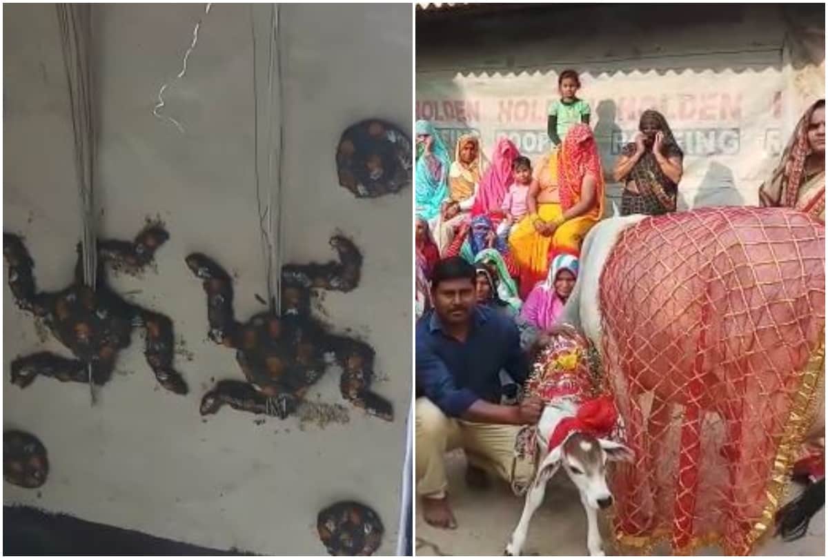 cow calf birthday celebration in village of mathura