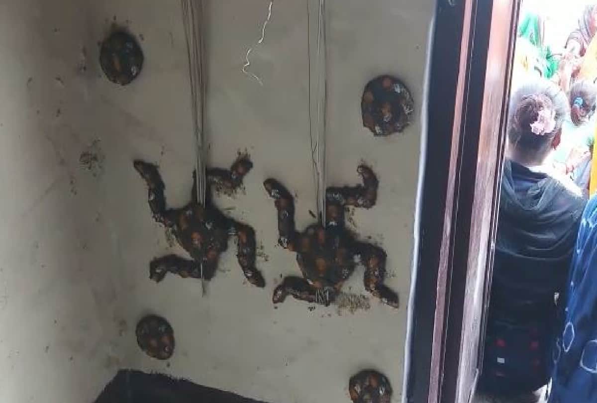 cow calf birthday celebration in village of mathura