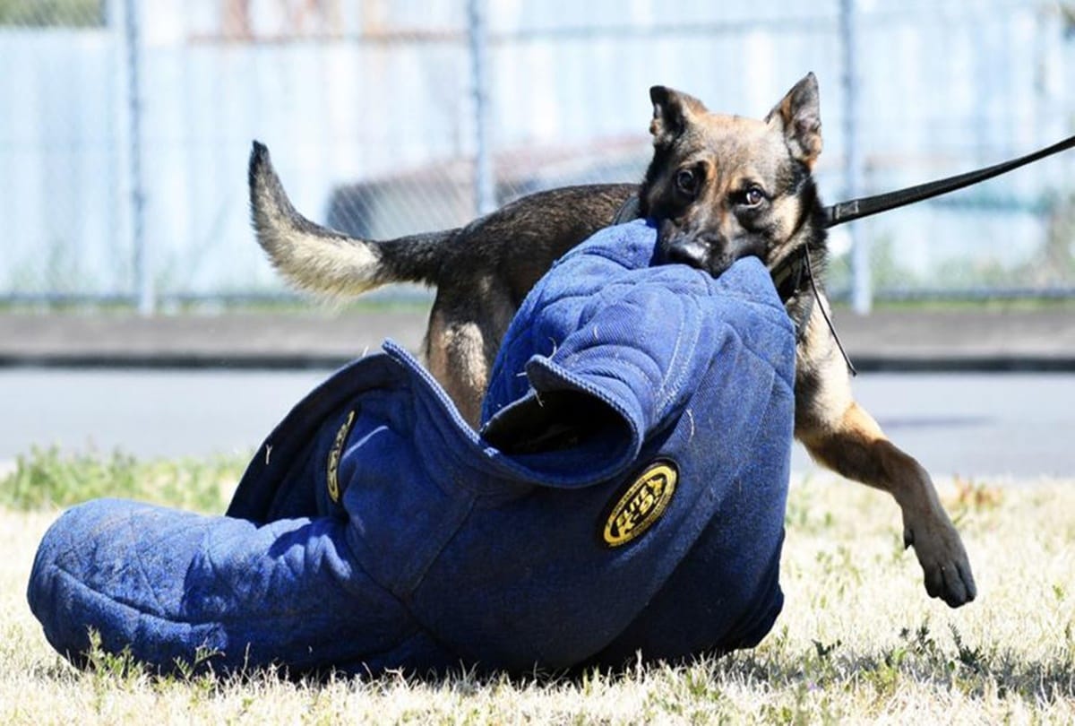 Indian Army Counter terrorism units get the Belgian Malinois a specialised attack canine that helped in Osama raid chased ISIS chief news and updates