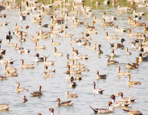 Dudhwa's reservoir is no less than paradise for migratory birds